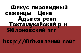 Фикус лировидный саженцы › Цена ­ 2 000 - Адыгея респ., Тахтамукайский р-н, Яблоновский пгт  »    